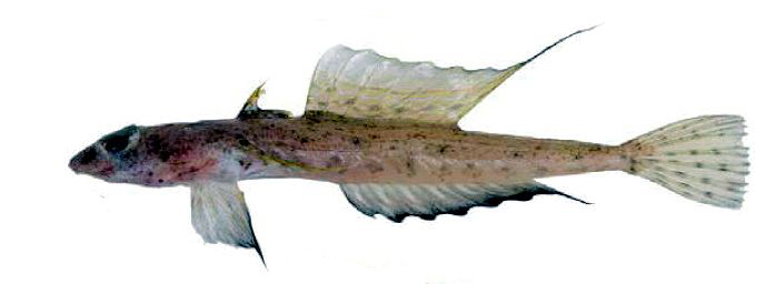 Callionymus risso_031